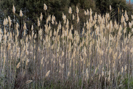 Κώστας Δρακονταειδής