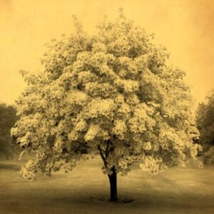 Joyce Tenneson