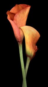 Joyce Tenneson