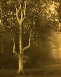 Joyce Tenneson