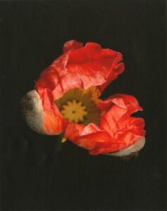 Joyce Tenneson