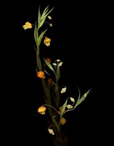 Joyce Tenneson