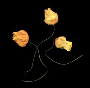Joyce Tenneson