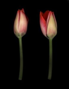 Joyce Tenneson