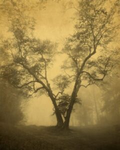 Joyce Tenneson