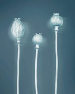 Joyce Tenneson