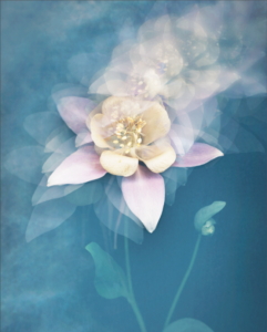 Joyce Tenneson