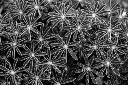 Ευαγγελία Μπάλιου