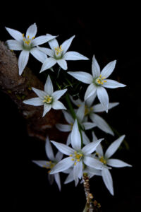 Ευαγγελία Μπάλιου