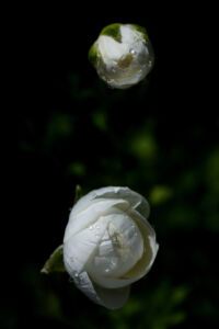Ευαγγελία Μπάλιου