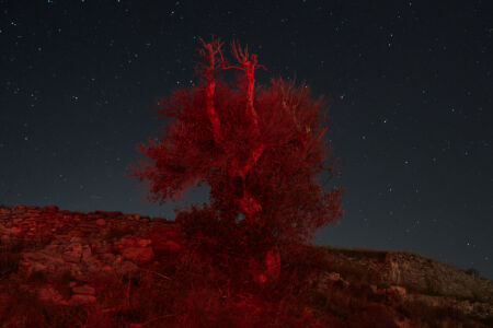 Νίκος Παναγιωτίδης