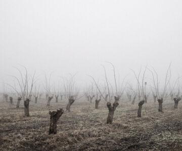 Tamas Dezso