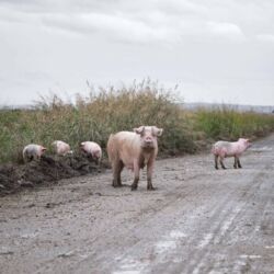 Λευτέρης Παρασκευαΐδης