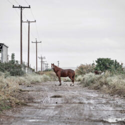 Λευτέρης Παρασκευαΐδης