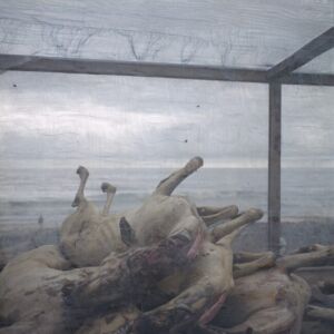 Denis Dailleux - Ghana, James Town, September 2014 - Slaughtered goats by butchers on the beach.
Ghana, James Town, septembre 2014
ChËvres ÈgorgÈes par les bouchers sur la plage.
Denis Dailleux / Agence VU
