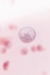 Γεωργία Πονηράκου