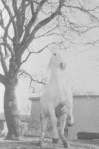 Γεωργία Πονηράκου