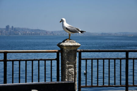 Βάσω Κοψαχείλη