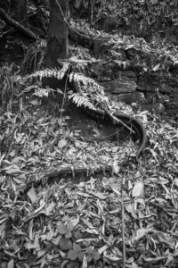 Πέτρου Όλγα