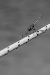 Βλάχος Γιώργος