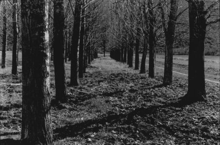 Βόσσος Πέτρος