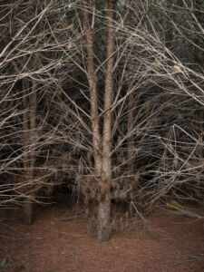 Χρήστος Σωτηρόπουλος