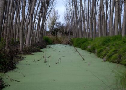 Ηλίας Κουμουλίδης