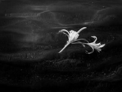 Δέσποινα Αποστολίδου - Θαλάσσιος Ασφόδελος