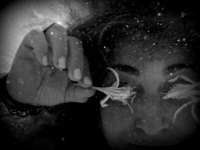 Δέσποινα Αποστολίδου - Θαλάσσιος Ασφόδελος