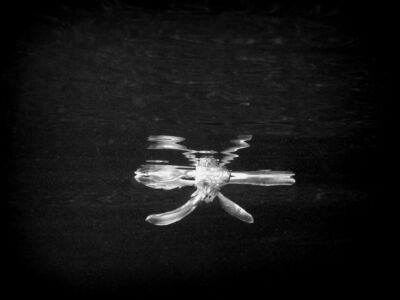 Δέσποινα Αποστολίδου - Θαλάσσιος Ασφόδελος