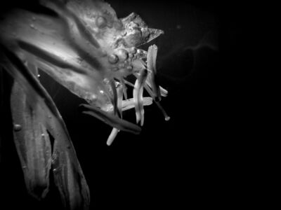 Δέσποινα Αποστολίδου - Θαλάσσιος Ασφόδελος