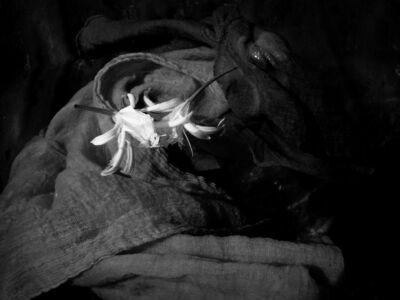 Δέσποινα Αποστολίδου - Θαλάσσιος Ασφόδελος