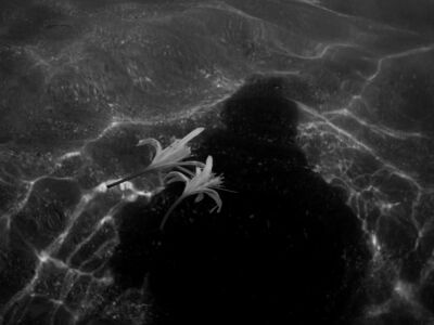 Δέσποινα Αποστολίδου - Θαλάσσιος Ασφόδελος