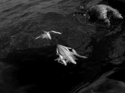 Δέσποινα Αποστολίδου - Θαλάσσιος Ασφόδελος