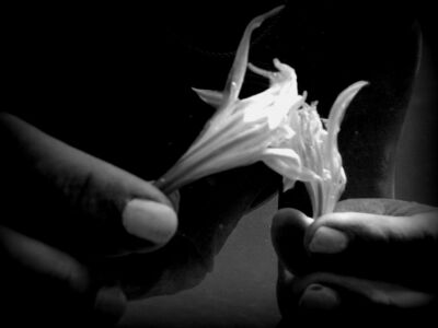 Δέσποινα Αποστολίδου - Θαλάσσιος Ασφόδελος