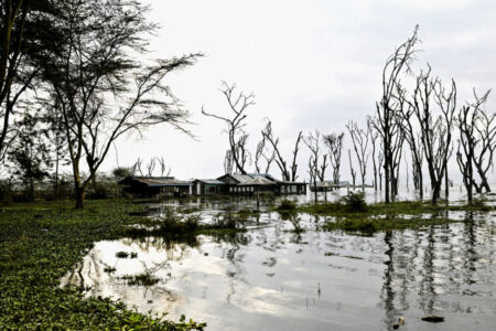 Κάθυ Βολταίρα