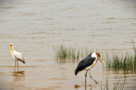 Κάθυ Βολταίρα