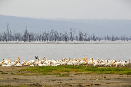 Κάθυ Βολταίρα