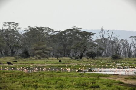 Κάθυ Βολταίρα