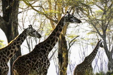Κάθυ Βολταίρα