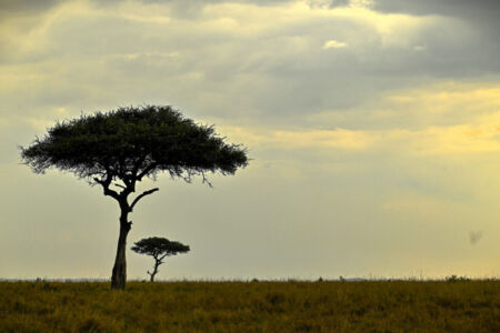 Κάθυ Βολταίρα
