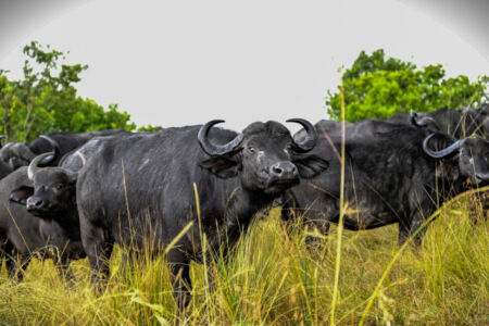 Κάθυ Βολταίρα