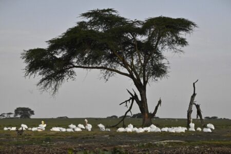 Κάθυ Βολταίρα