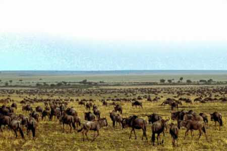 Κάθυ Βολταίρα
