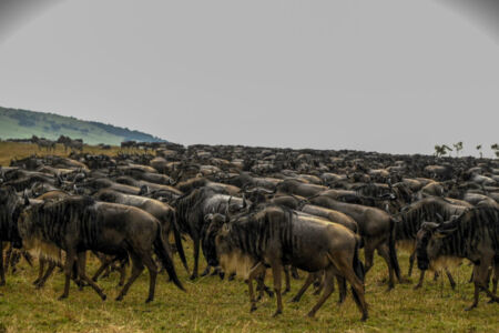 Κάθυ Βολταίρα