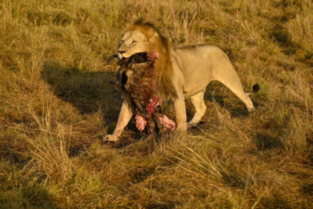 Κάθυ Βολταίρα