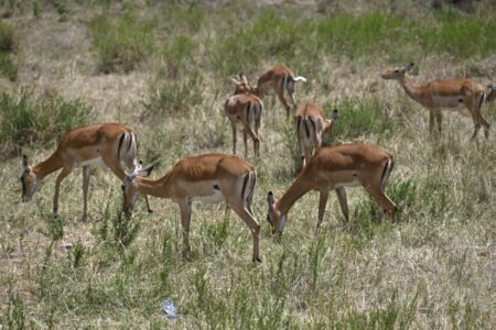 Κάθυ Βολταίρα