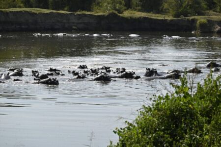 Κάθυ Βολταίρα