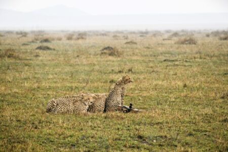 Κάθυ Βολταίρα