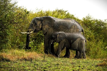 Κάθυ Βολταίρα